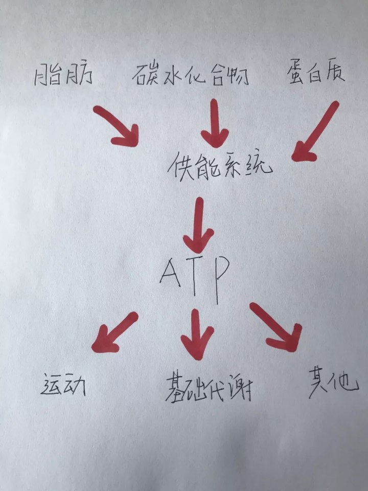 運(yùn)動(dòng)30分鐘后才開(kāi)始消耗脂肪……是真是假？